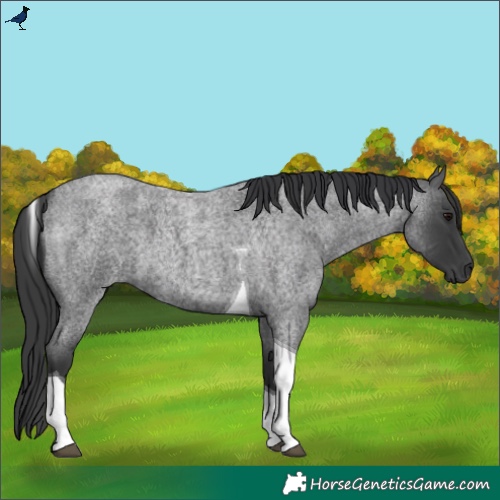 Horse Color:Blue Roan Tobiano 