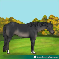 Horse Color:Black 