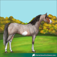 Horse Color:White Spotted Bay Roan Frame 