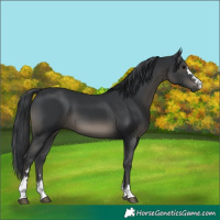 Horse Color:Black 
