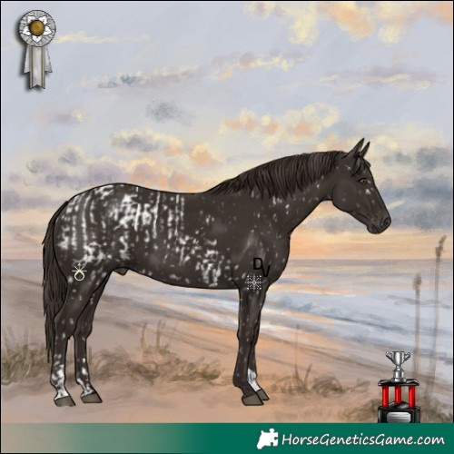 Horse Color:Liver Chestnut Appaloosa  and Liver Chestnut 