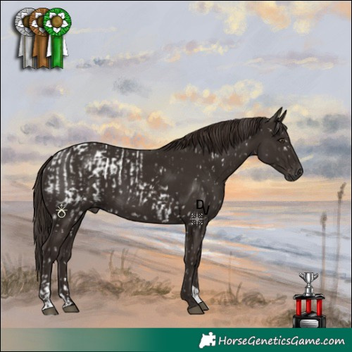 Horse Color:Liver Chestnut Appaloosa  and Liver Chestnut 