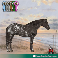 Horse Color:Liver Chestnut Appaloosa  and Liver Chestnut 
