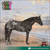 Horse Color:Liver Chestnut Appaloosa  and Liver Chestnut 