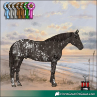 Horse Color:Liver Chestnut Appaloosa  and Liver Chestnut 