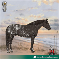 Horse Color:Liver Chestnut Appaloosa and Liver Chestnut