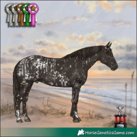 Horse Color:Liver Chestnut Appaloosa  and Liver Chestnut 