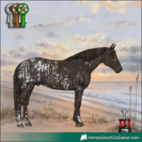 Horse Color:Liver Chestnut Appaloosa and Liver Chestnut