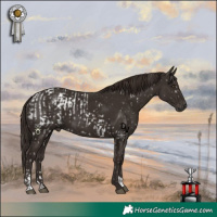 Horse Color:Liver Chestnut Appaloosa  and Liver Chestnut 