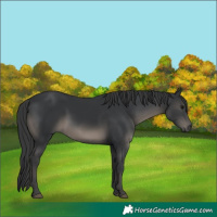 Horse Color:Black 