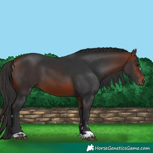 Horse Color:Bay 