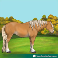 Horse Color:Palomino 