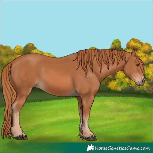 Horse Color:Chestnut 