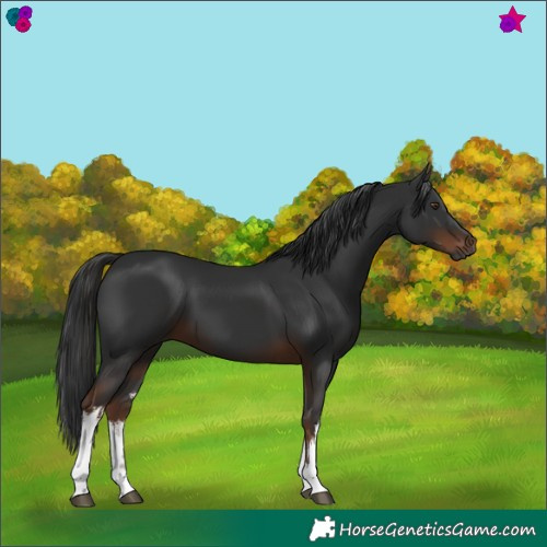 Horse Color:Gray White Spotted Liver Chestnut 