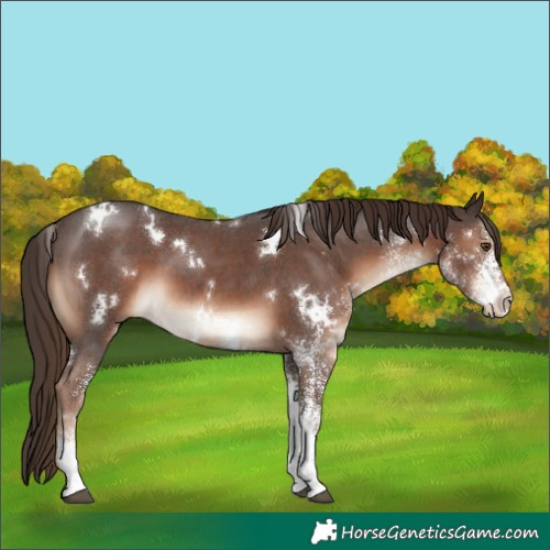 Horse Color:White Spotted Liver Chestnut 