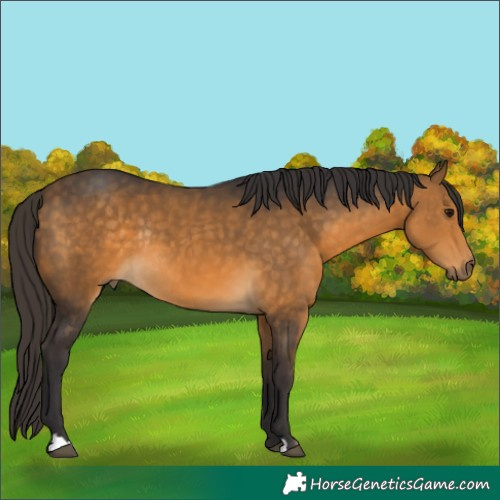 Horse Color:Buckskin Rabicano 