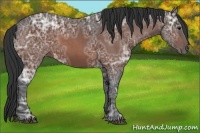 Horse Color:Bay Ice