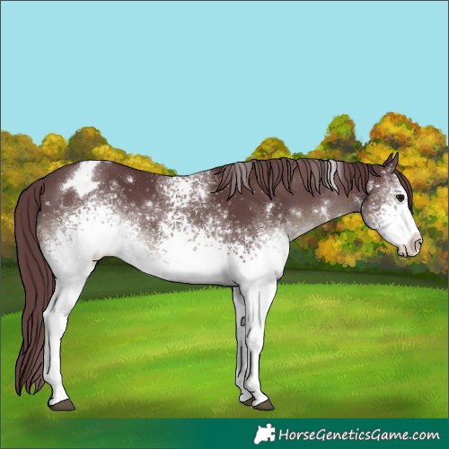 Horse Color:White Spotted Chocolate Black 