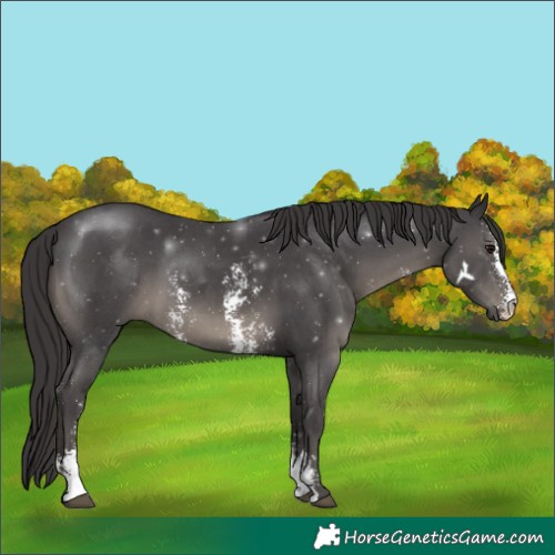 Horse Color:Smoky Black Sabino 