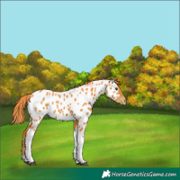 Horse Color:Watercolor Liver Chestnut Tobiano Appaloosa 