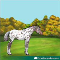 Horse Color:Nacre White Spotted Liver Chestnut Ice Tobiano Appaloosa 