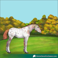 Horse Color:Nacre Watercolor Liver Red Dun Ice Sabino Tobiano Appaloosa 