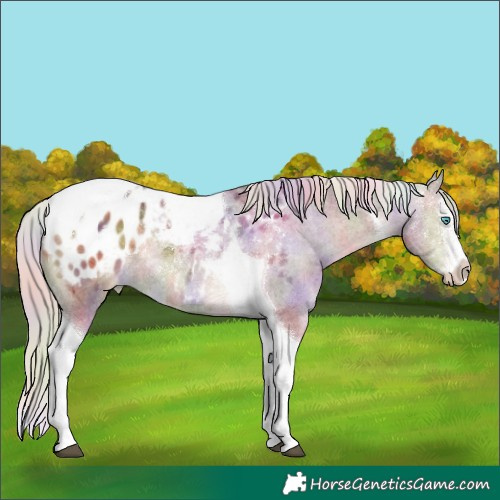 Horse Color:Nacre White Spotted Chocolate Palomino Ice Splash Tobiano Appaloosa 