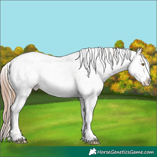 Horse Color:White Spotted Gold Champagne Sabino Appaloosa 