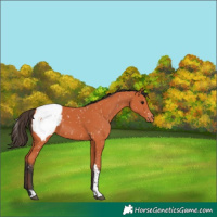 Horse Color:Bay Tobiano Appaloosa