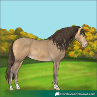 Horse Color:Amber Cream Champagne