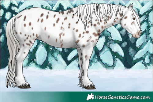 Horse Color:Liver Chestnut Mushroom Sabino Blanket 
