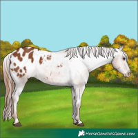 Horse Color:Unknown 