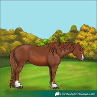 Horse Color:Chestnut 