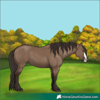 Horse Color:Liver Red Dun Frame 