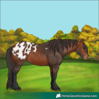 Horse Color:Bay Appaloosa 