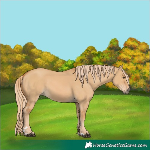 Horse Color:Red Dun 
