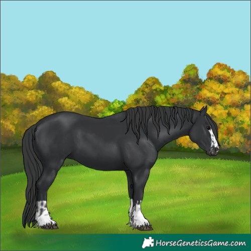 Horse Color:Black  and Black 