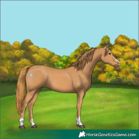 Horse Color:Chestnut 