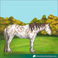 Horse Color:Amber Champagne Near Leopard  and Amber Champagne Splash Near Leopard 