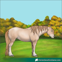 Horse Color:Gold Champagne Pearl Rabicano and Gold Champagne Pearl Rabicano