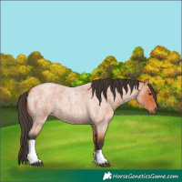 Horse Color:Bay Roan Tobiano 