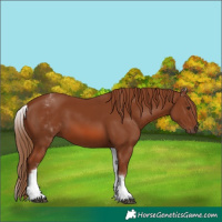 Horse Color:White Spotted Chestnut 