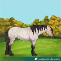 Horse Color:Bay Roan Dun