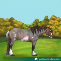 Horse Color:White Spotted Brown Roan Frame