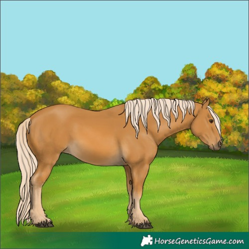 Horse Color:Palomino