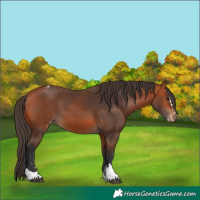 Horse Color:Bay Appaloosa