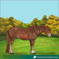 Horse Color:Chestnut Appaloosa 