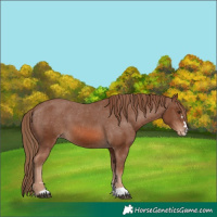 Horse Color:Chestnut Varnish 