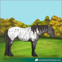 Horse Color:Grullo Appaloosa 