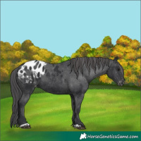 Horse Color:Black Appaloosa